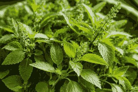 Công thức hỗ trợ thải độc gan bằng rau kinh giới