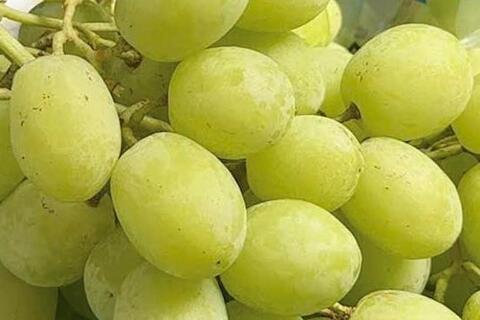 Cách bổ sung magie tốt cho mắt bằng trái nho