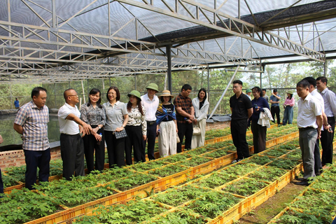 Sâm Ngọc Linh Sơn La: Từ ‘quốc bảo’ đến sinh kế bền vững