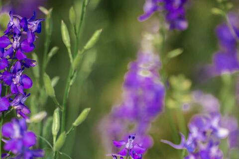 Vườn hoa violet tím ở Hưng Yên mở cửa đón khách check-in miễn phí