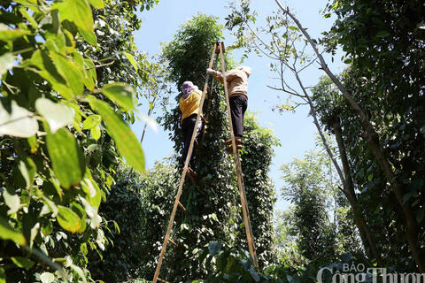 Giá tiêu hôm nay 15/4/2026: Tăng nhẹ cục bộ