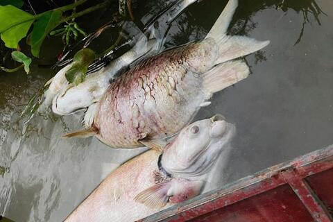 Cá chết hàng loạt trong lồng nuôi trên sông Lam