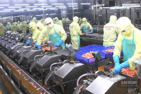 Cam kết thu nhập 12 triệu đồng/tháng, doanh nghiệp ở Cà Mau vẫn khó tuyển lao động