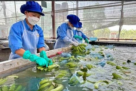 Chuyên gia 'hiến kế' để doanh nghiệp Việt biến cơ hội từ dịch chuyển chuỗi cung ứng thành đơn hàng