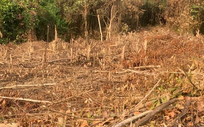 Phá gần 1.900m² rừng trồng keo, một người bị phạt 37,5 triệu đồng