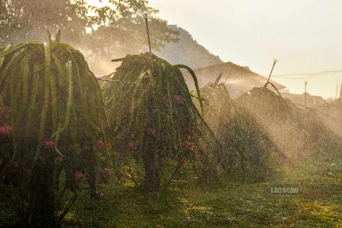 Thành công không chỉ đến từ giống cây phù hợp thổ nhưỡng, mà còn nhờ sự đổi mới. Từ năm 2016, HTX ứng dụng chiếu sáng bằng đèn đỏ để kéo dài mùa vụ, kết hợp hệ thống tưới tiết kiệm.
