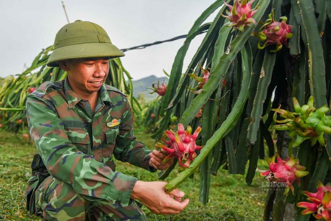 Thanh long ruột đỏ Đồng Yên: Từ cây lạ thành cây chủ lực
