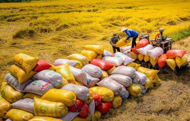 Doanh nghiệp và người dân cần chủ động liên kết trong sản xuất và xuất khẩu gạo. Ảnh minh họa.