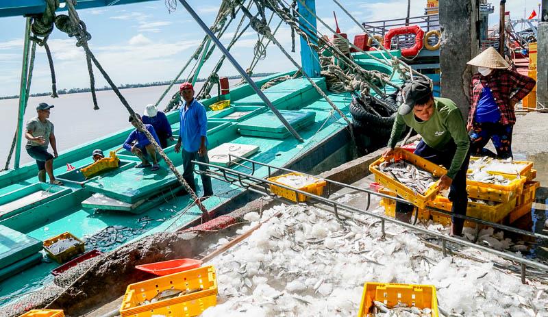 Cần Thơ thanh tra, kiểm tra, kiểm soát đối với hoạt động khai thác thủy sản của tàu cá trên biển và tại cảng cá. Ảnh: Phương Anh