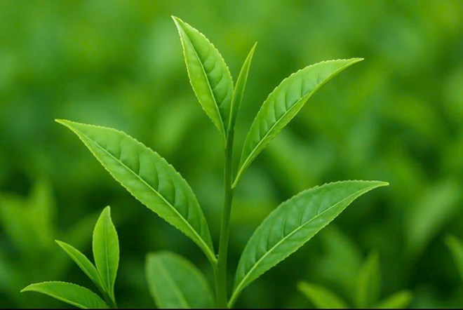 Khả năng hỗ trợ giải độc gan của loại lá cây ai cũng biết