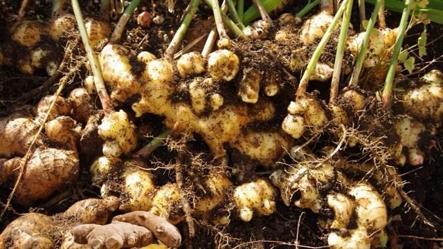 4 cách kết hợp với gừng giúp tăng cường chức năng gan, thận