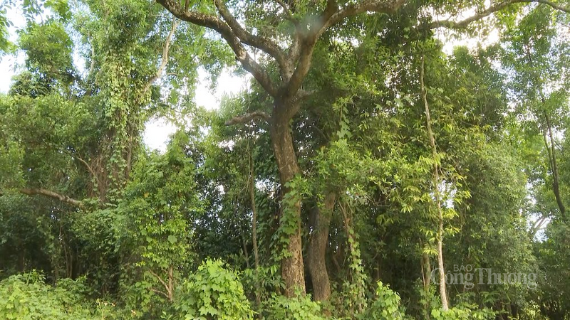 Nguồn thu từ giao dịch tín chỉ carbon sẽ được sử dụng cho các chương trình, dự án ứng phó biến đổi khí hậu, phát triển kinh tế xanh, số, tuần hoàn trên địa bàn TP. Đà Nẵng.