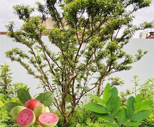 Khả năng hỗ trợ kiểm soát đường huyết, giảm axit uric của loại lá cây quen thuộc vườn nhà