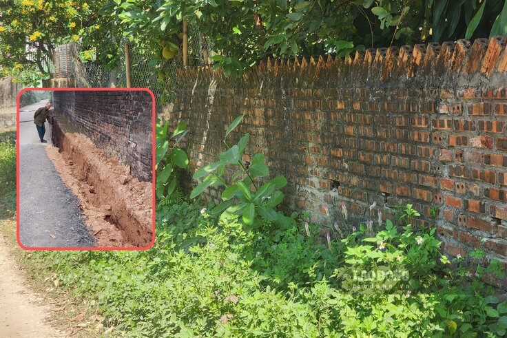 Cỏ dại nay đã có thể mọc um tùm ven tường rào vì đường không còn sụt lún liên miên như trước kia. Ảnh: Tô Công