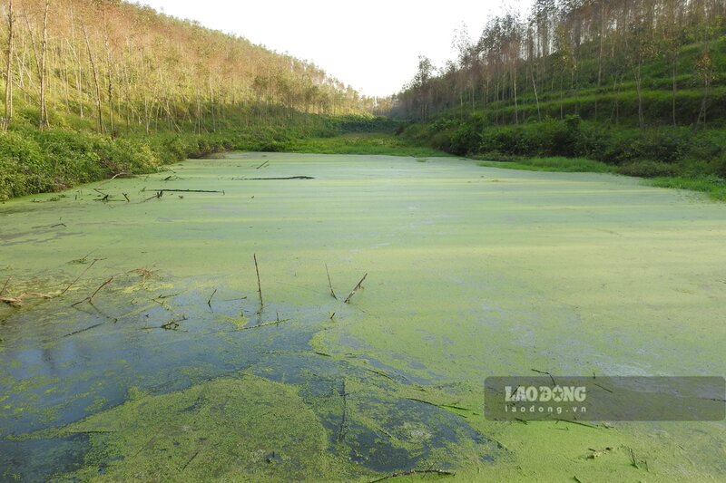 Các ao, ruộng này được trang trại mua lại để tích trữ nước thải. Ảnh: Tô Công.