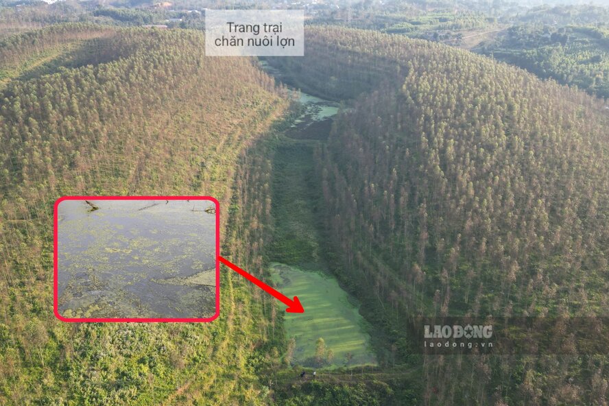 Các ao, ruộng giữa 2 quả đồi trồng bạch đàn này đã bị ô nhiễm nặng nề, nước đen ngòm, nổi váng. Ảnh: Tô Công.