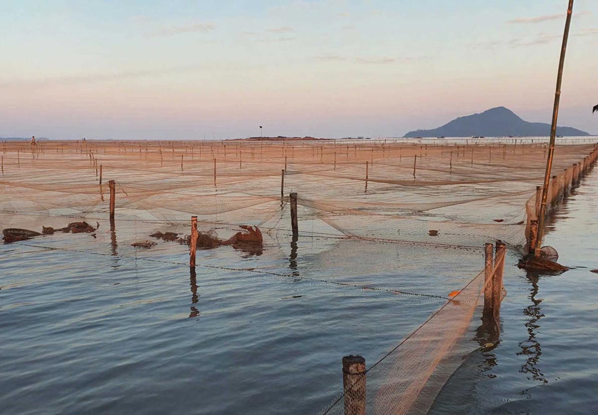 Diện tích nuôi trồng Hến hoa vi phạm tại khu vực thôn Quảng Phong 9, xã Quảng Hà đang được chính quyền xử lý. Ảnh: Cổng TTĐT xã Quảng Hà