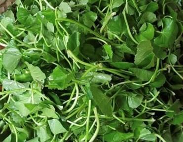 Cách ăn rau má giúp ngủ ngon hơn, giảm căng thẳng