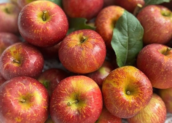 Loại trái cây nên ăn trước khi tập gym