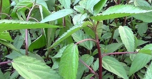 Bổ sung sắt cho cơ thể từ loại rau có đặc tính nhớt