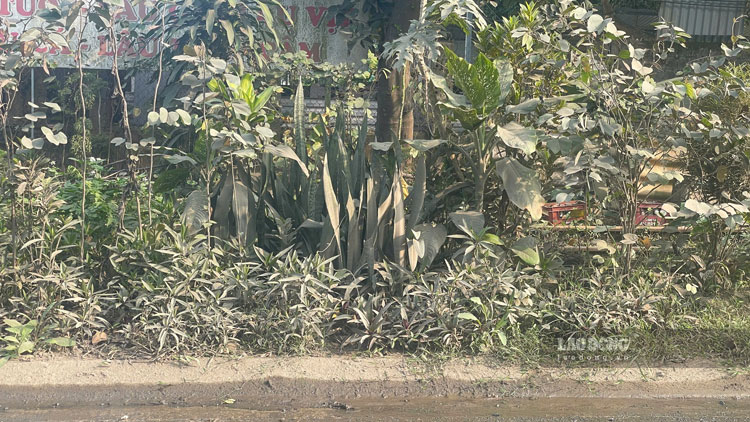 Bụi từ hoạt động của xe tải bám trắng xóa cây cối ven đường. Ảnh: Đinh Đại