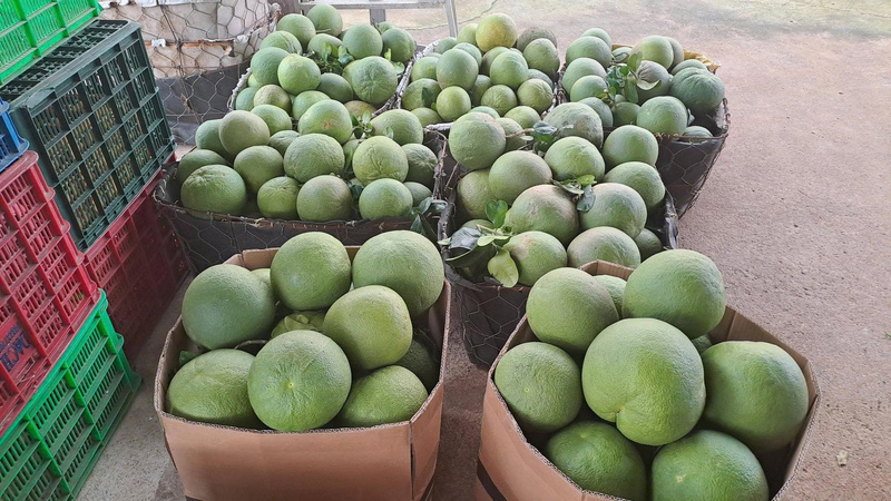 Bưởi thương phẩm sau khi thu hoạch được nhà vườn phân loại khắt khe về kích cỡ và mẫu mã. Ảnh: Bưởi da xanh Gia Nguyên