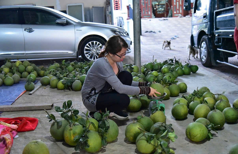 Để đảm bảo chất lượng và độ đồng đều cho các đơn hàng quà biếu, từng trái bưởi được cân trọng lượng cẩn thận trước khi đóng gói. Ảnh: Bưởi da xanh Gia Nguyên