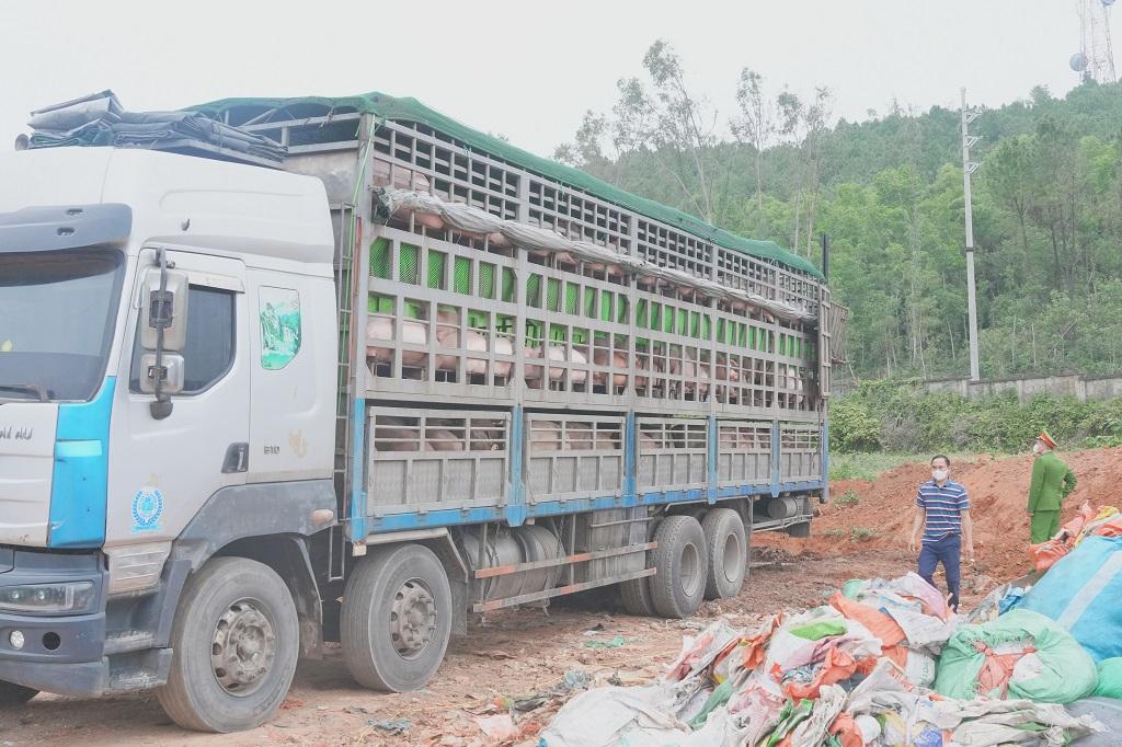 Lực lượng Công an Nghệ An ngăn chặn xe chở hơn 15 tấn lợn nhiễm dịch tả lợn châu Phi, xử lý theo quy định. Ảnh: Ngọc Anh