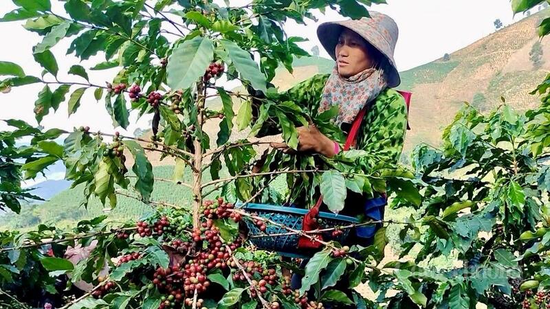 Một mùa Xuân cà phê tràn đầy hy vọng đang về với Mường Ảng.