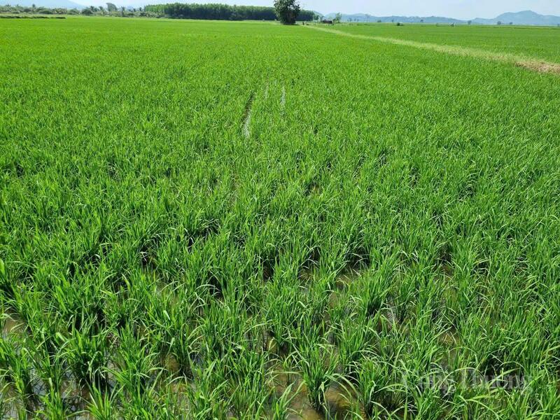 Sản xuất lúa theo tiêu chuẩn VietGAP được xác định là nền tảng kỹ thuật cốt lõi trong phát triển vùng lúa chất lượng cao của tỉnh Lâm Đồng. Ảnh: Cường Phú