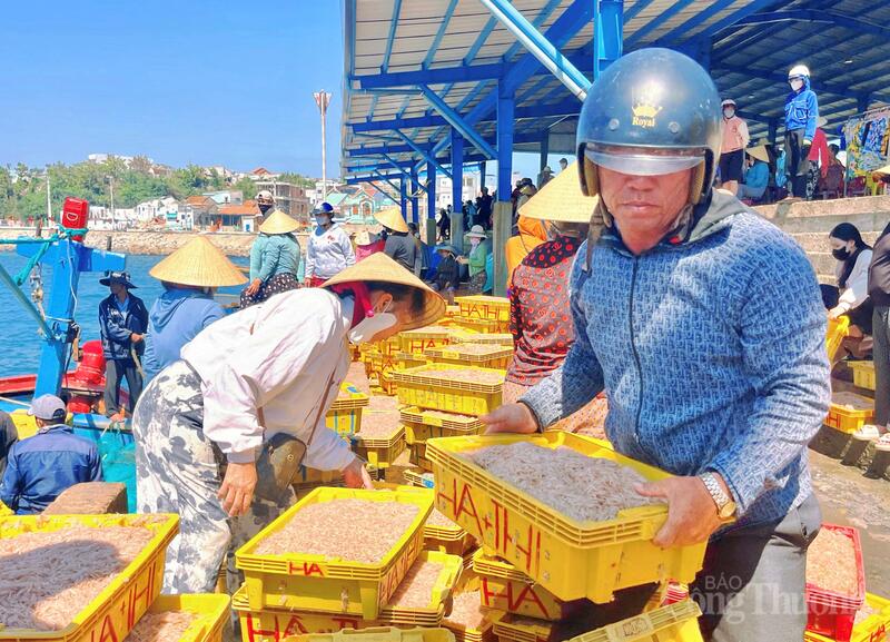 Ngư dân làng chài Gia Lai trúng mùa ruốc, 'bỏ túi' tiền triệu mỗi ngày - 5