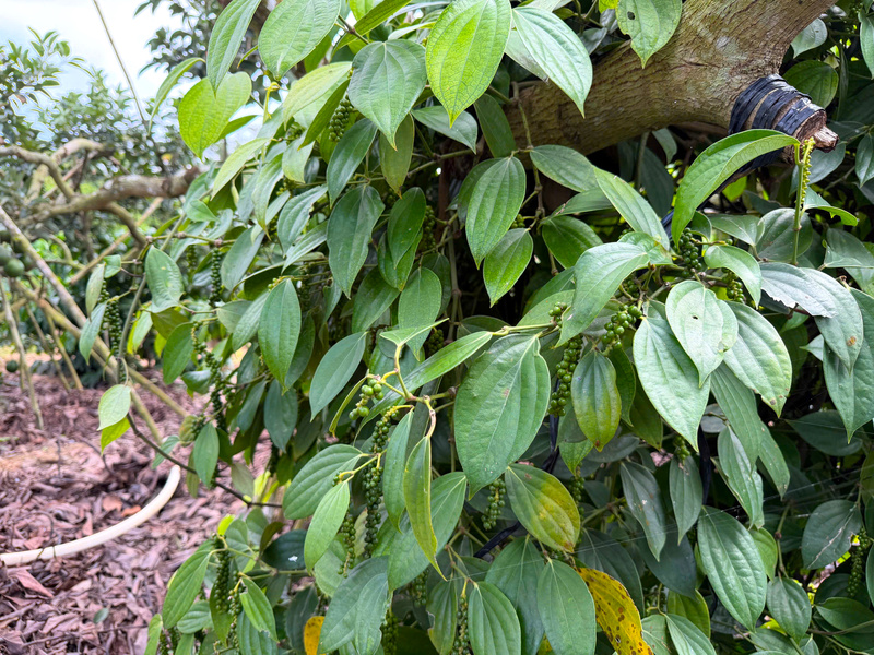 Cây hồ tiêu.