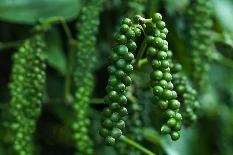 Hồ tiêu là một trong những mặt hàng gia vị xuất khẩu chủ lực của Việt Nam. Ảnh minh hoạ