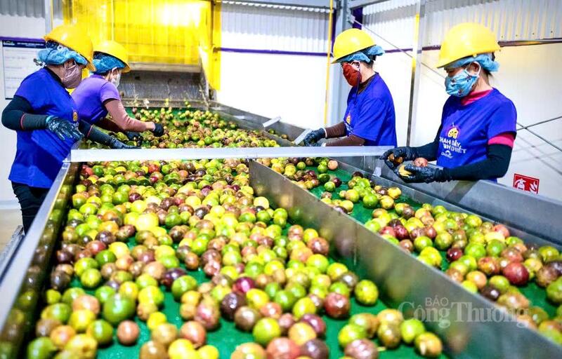 Từ nước ép, cô đặc đến nguyên liệu cho ngành thực phẩm - đồ uống, Gia Lai đang đứng trước cơ hội lớn để mở rộng thị phần ngành chanh dây. Ảnh: Hiền Mai