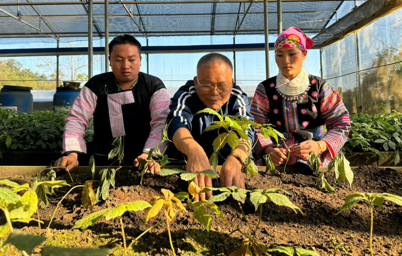 Vợ chồng anh Sồng A Tráng, người dân bản Sam Ta đã thay đổi cuộc đời khi gắn bó với sâm Ngọc Linh.