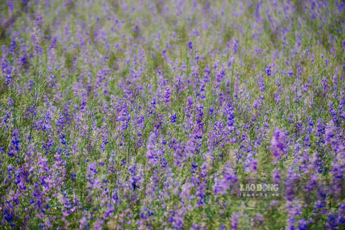 Anh Cung cho biết,