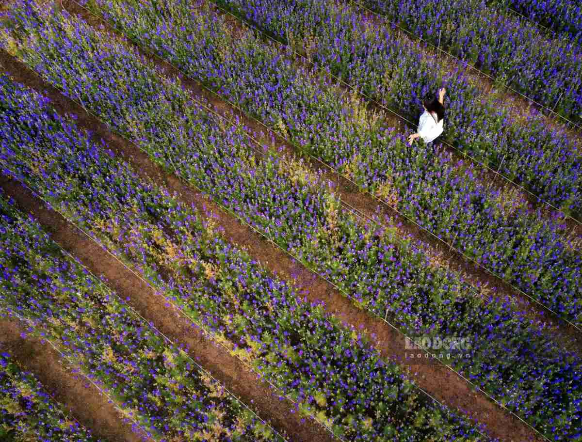 Vườn hoa violet tím nằm ở ven đê sông Hồng