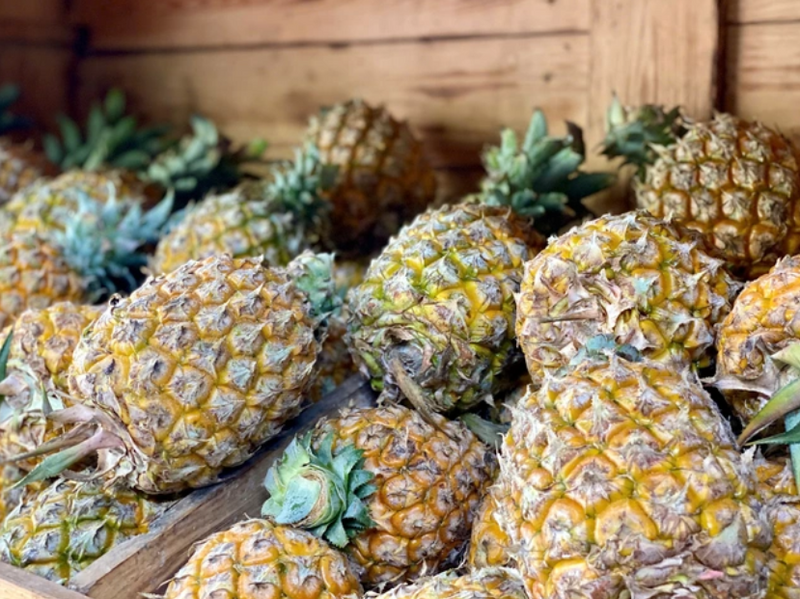 Giá dứa đầu vụ bán sỉ 15 nghìn đồng/quả và bán lẻ là 20 nghìn đồng/quả. Ảnh minh hoạ