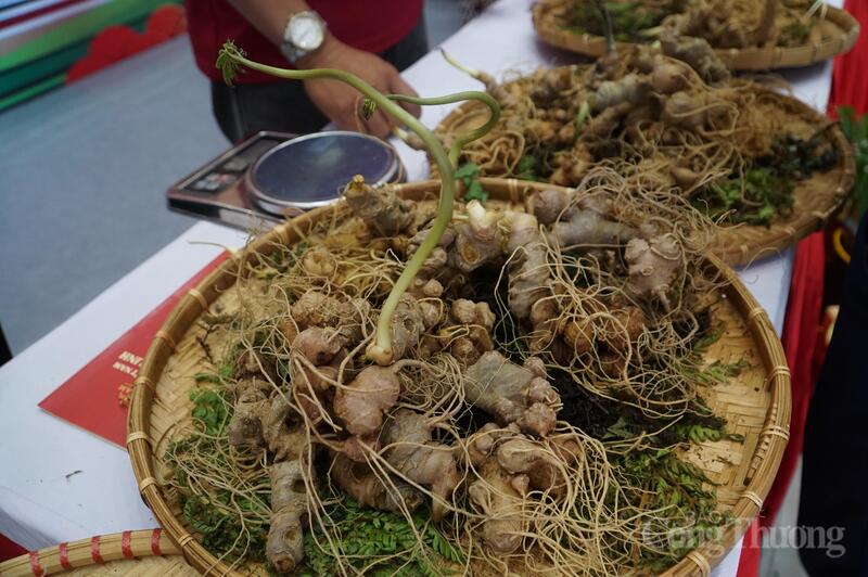 Việc tạm dừng cấp chỉ dẫn địa lý đối với sâm củ Ngọc Linh gây khó khăn cho doanh nghiệp khi thương mại hóa các sản phẩm từ sâm Ngọc Linh