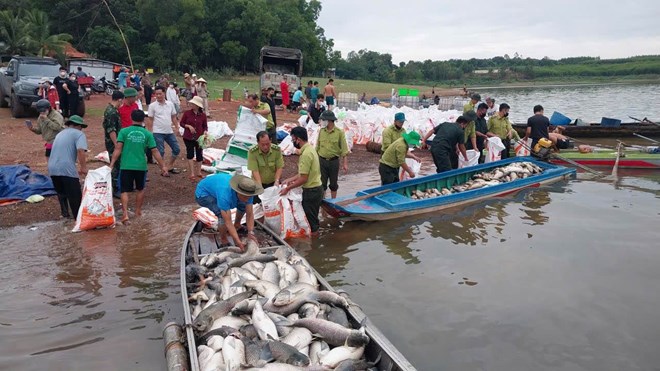 Hơn 100 tấn cá nuôi lồng bè trên hồ Trị An chết hàng loạt