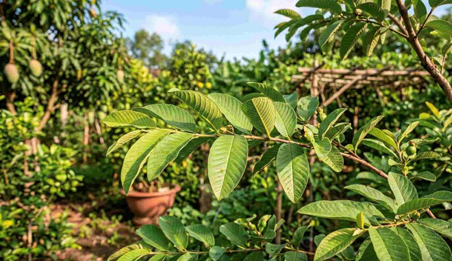 Loại lá quen thuộc trong vườn nhà giúp hỗ trợ kiểm soát đường huyết