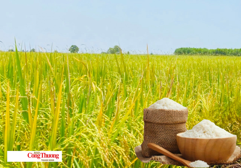 Giá lúa gạo hôm nay ngày 4/8/2026: Gạo xuất khẩu tăng nhẹ, lúa tươi vững giá.