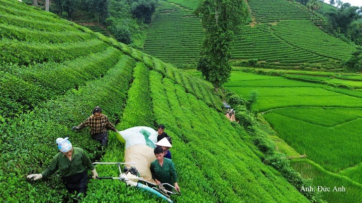 Toàn tỉnh Phú Thọ hiện có khoảng 14,5 nghìn ha chè, đứng thứ tư cả nước