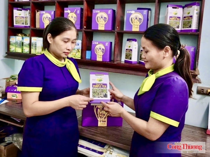 Thương hiệu Chè búp tím Phú Thọ - sản phẩm OCOP 5 sao vươn ra thị trường quốc tế.