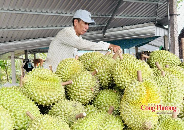 Sầu riêng Đắk Lắk.