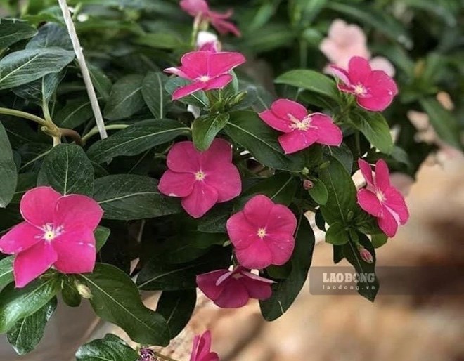 Loại cây cảnh có thể hạ huyết áp, dùng sai cách gây nguy hiểm