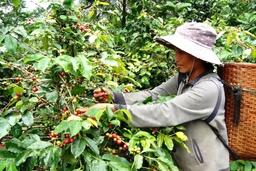 Quảng Trị lan tỏa thương hiệu cà phê Khe Sanh