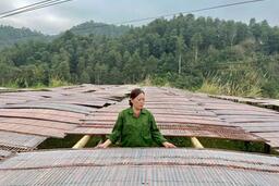 Thúc đẩy tiêu thụ, xây dựng thương hiệu miến dong Bắc Kạn