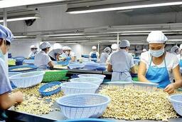 Xây dựng thương hiệu hạt điều Bình Phước vươn ra thế giới