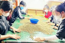 Giá cà phê hôm nay 15/5/2025, thế giới lại giảm sâu